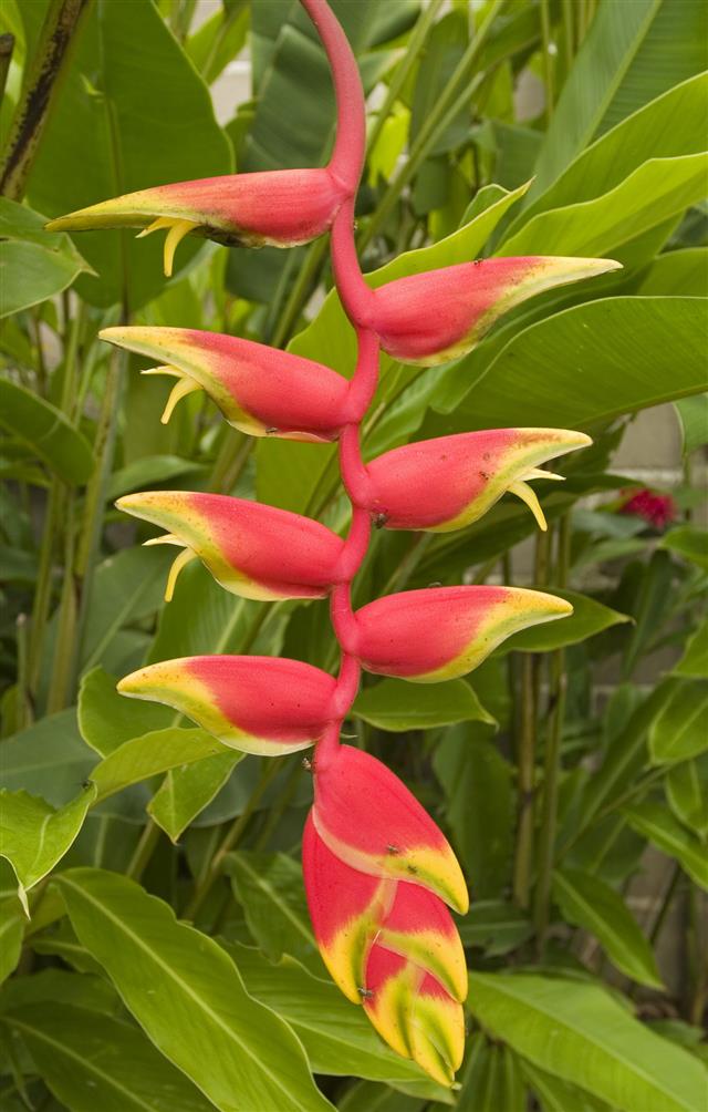 Heliconia