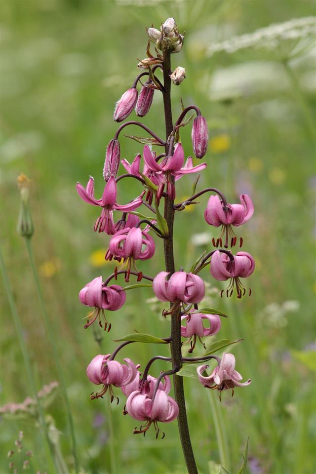 Turks Cap Lily