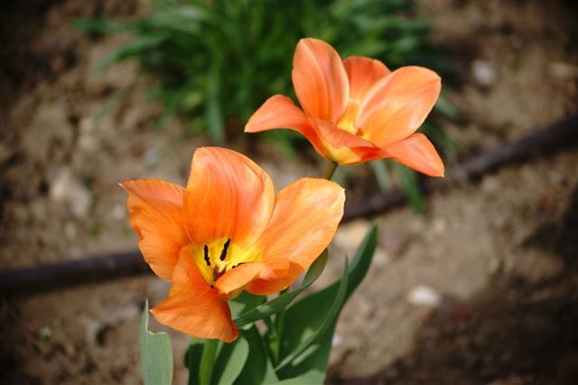 Orange Tulips