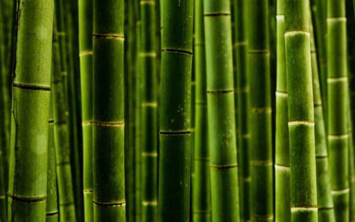 Взрослый бамбук