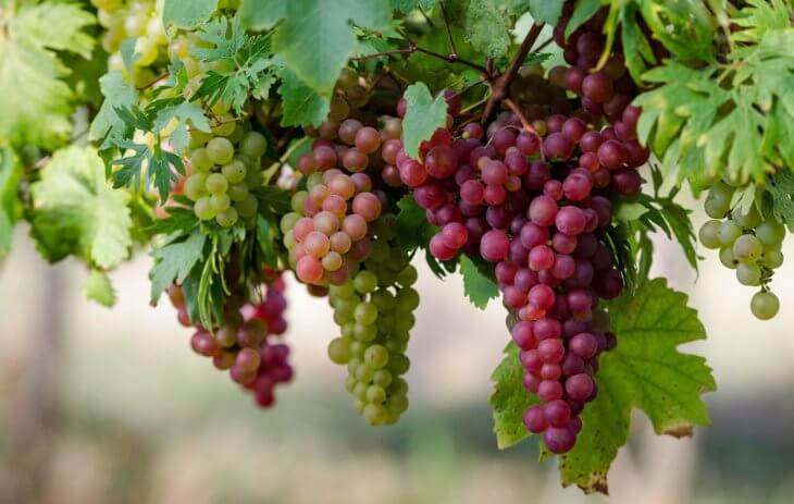 Богатый урожай винограда