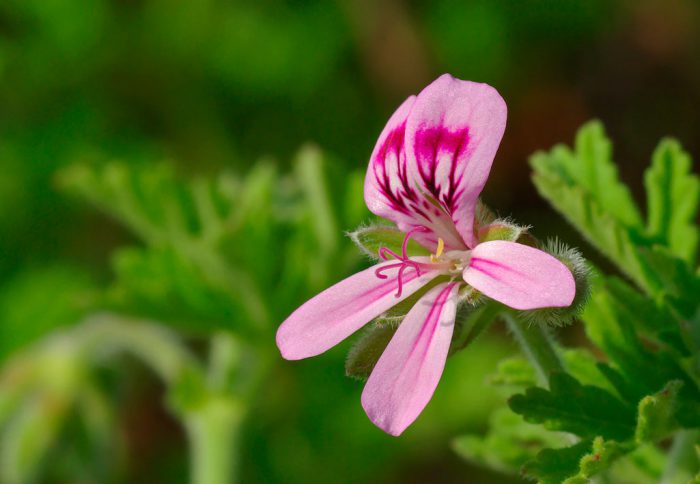 Пеларгония ароматная (Pelargonium graveolens)