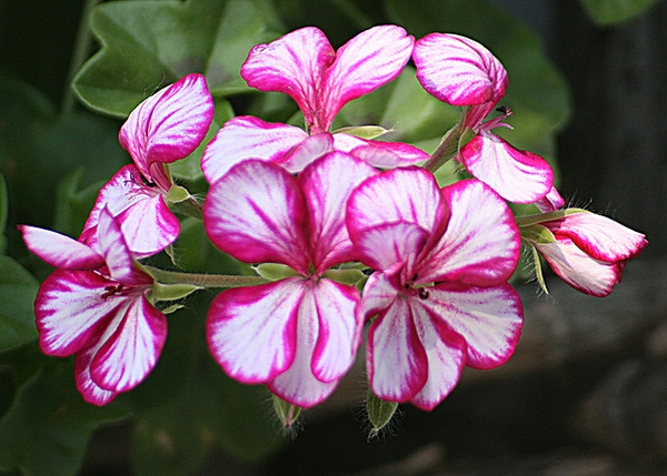 Пеларгония щитковидная (Pelargonium peltatum)