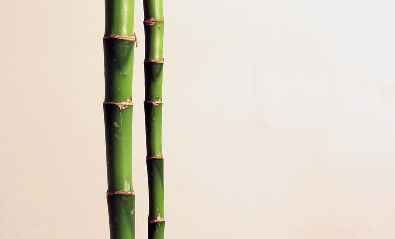 Как обрезать бамбук в домашних условиях фото пошагово