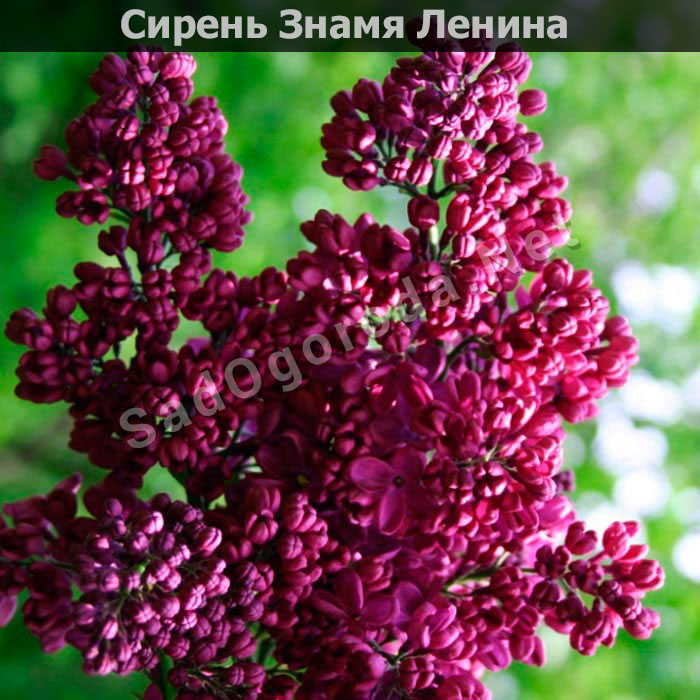 Цветы для сада и огорода многолетники фото с названиями. Сирень Знамя Ленина