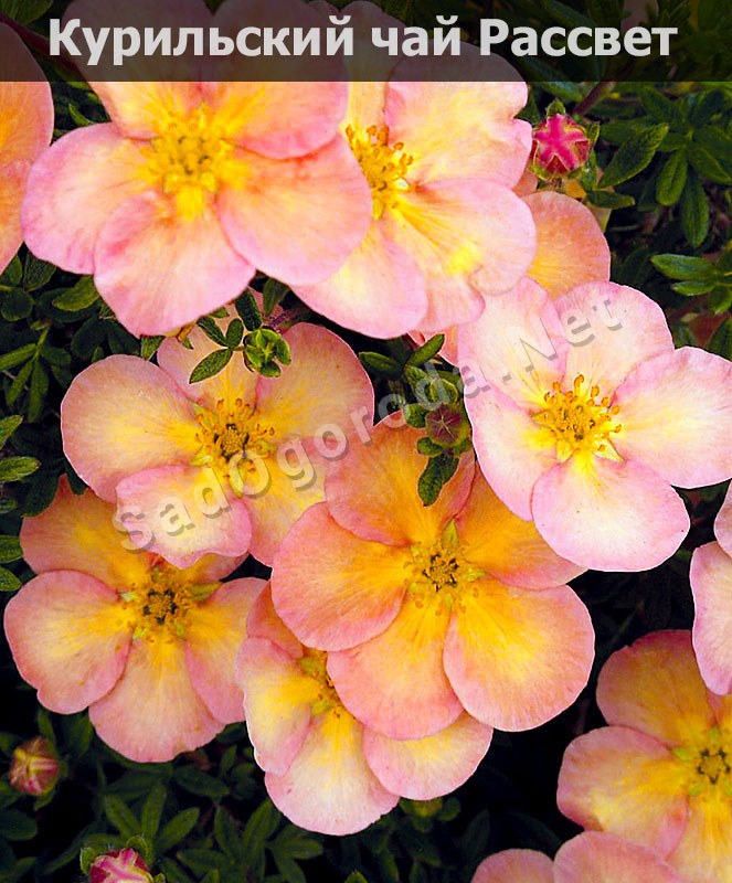 Цветы для сада и огорода многолетники фото с названиями. Курильский чай Рассвет