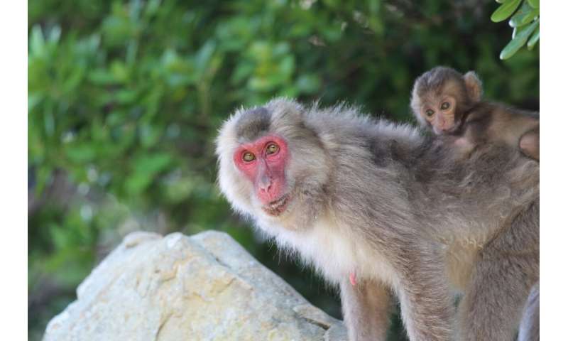 A study in scarlet Japanese macaques