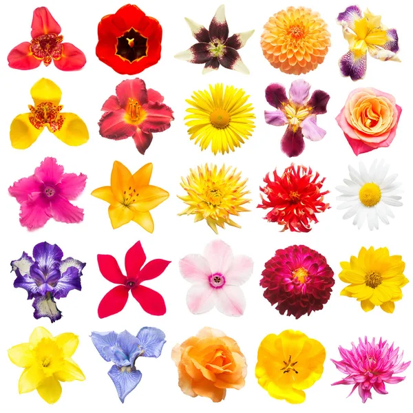 Flowers Collection Assorted Roses Daisies Irises Pansies Tigridia Daffodil Tulip Stock Picture