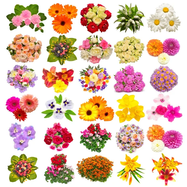 Collection Flowers Marigold Pansies Roses Daisies Lilies Dahlias Daffodils Other Stock Picture