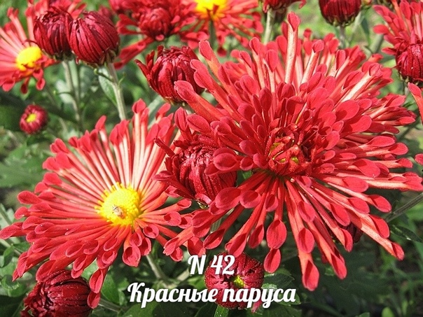 Красная хризантема кустовая фото
