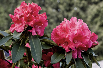 Picture of pink flowers with color saturation changed