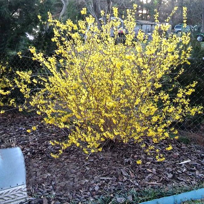 Plant forsythia in a sunny spot.