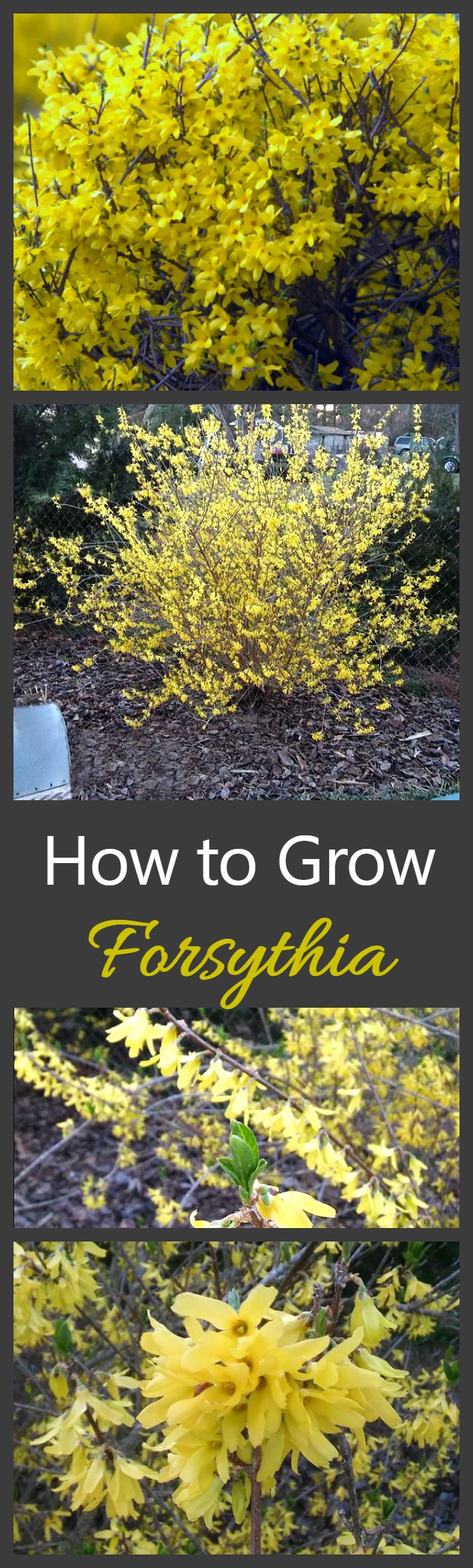 Growing Forsythia bushes is one of the best ways to get a really early show of flowers in your yard in spring.