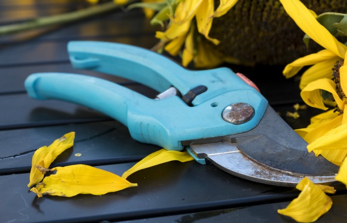bypass pruners can be used to trim forsythia bushes when they are younger but loppers are needed for mature plants.