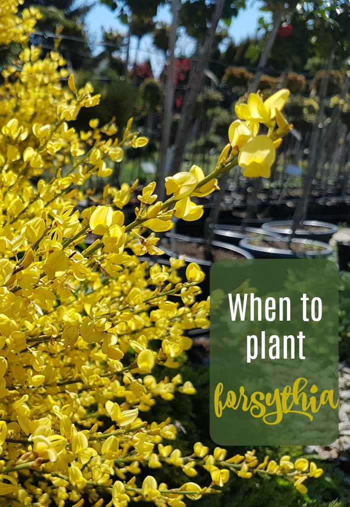 Find out when to plant forsythia shrubs