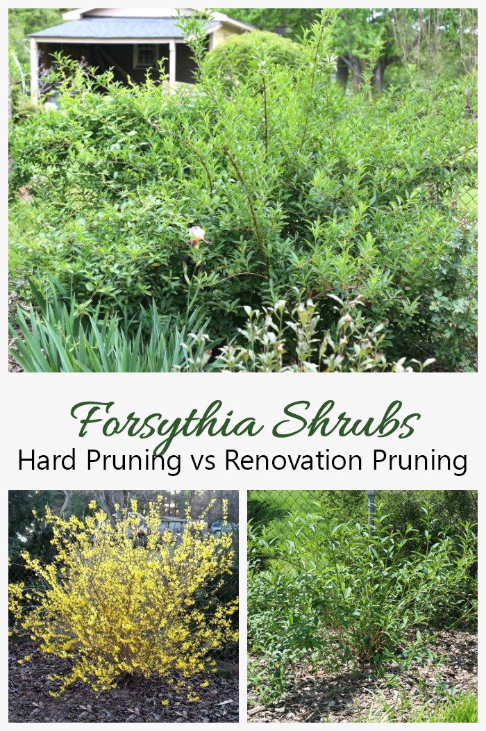 Renovation Pruning for Overgrown Forsythia Shrubs vs Hard Pruning Forsythia. This tutorial shows the difference between renovation pruning and hard pruning of forsythia. See my step by step process to trim very overgrown forsythia bushes