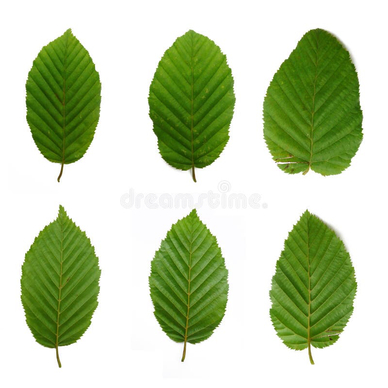 6 beech leafs stock image