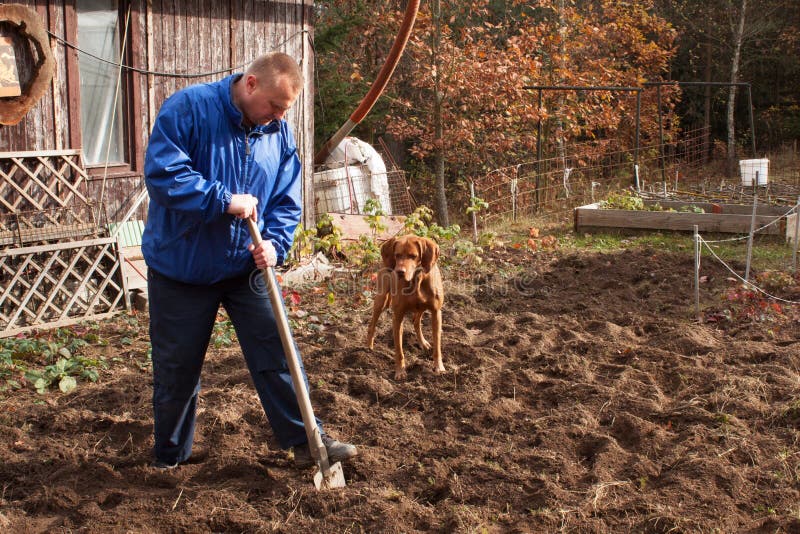 Agricultural work. Portrait of a man digging soil with shovel. Autumn yard work. A farmer preparing the ground for the winter. Agricultural work. Portrait of a stock photo