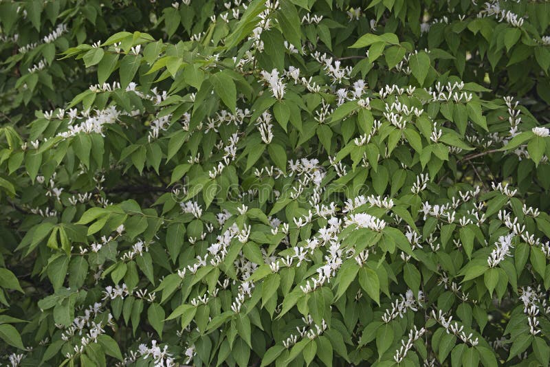 Amur honeysuckle in blossom stock photography