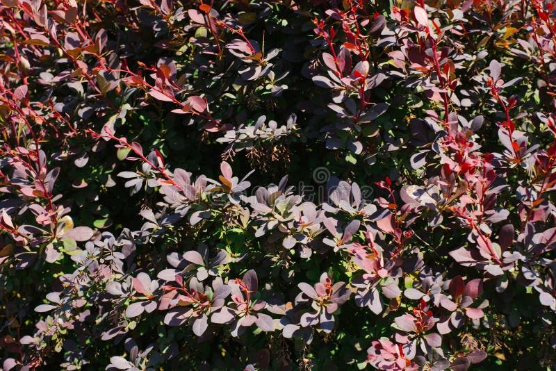 Background of barberry Thunberg leaves in the garden in summer royalty free stock photography
