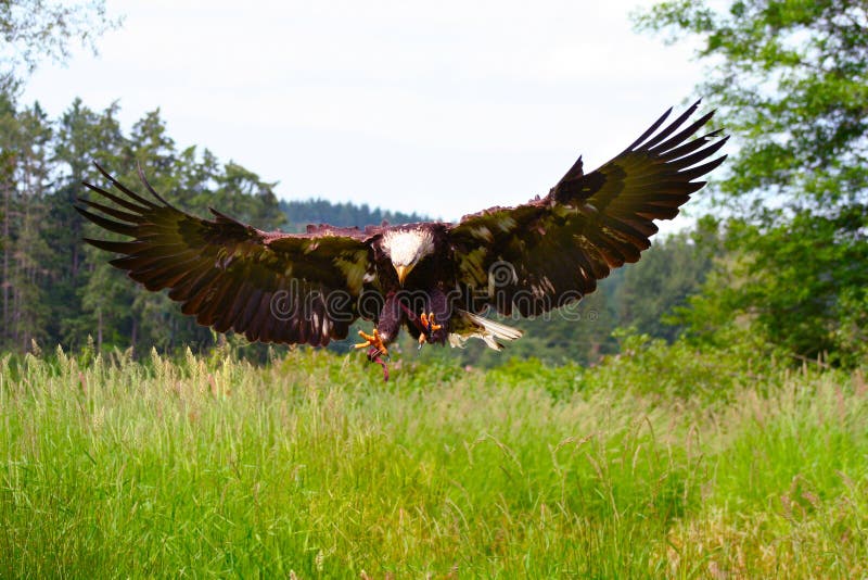 Bald Eagle Spreading Wings royalty free stock images