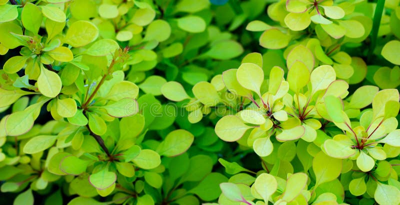 Barberry Thunberg Aurea in an open field of golden green leaves royalty free stock images