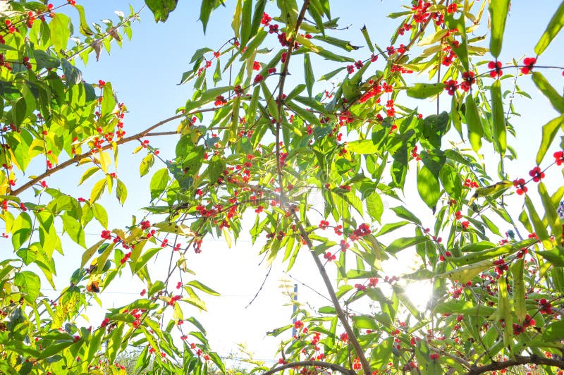 Red Honeysuckle fruits on tree in autumn with sunshine. Red Honeysuckle fruits on tree in autumn royalty free stock photos