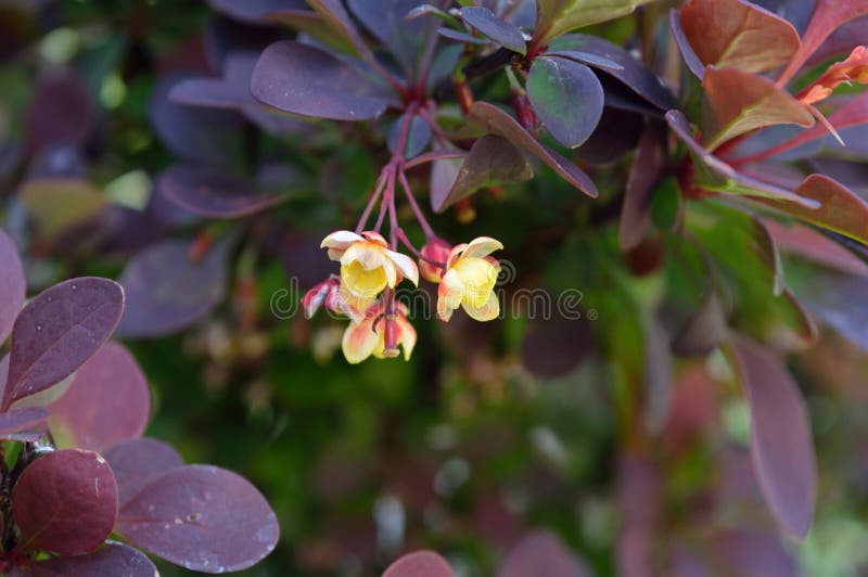 Berberis thunbergii flower cluster closeup stock photo