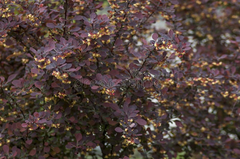 Berberis thunbergii or Japanese barberry, Red barberry, Thunberg`s barberry - purple leaves and yellow flowers stock photography