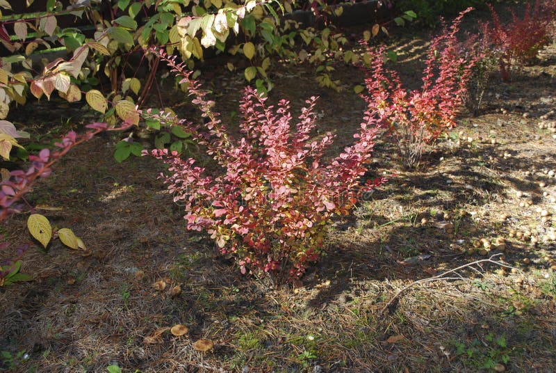 Berberis thunbergii the Japanese barberry, Thunberg`s barberry, or red barberry grow in the flowerbed. stock photos