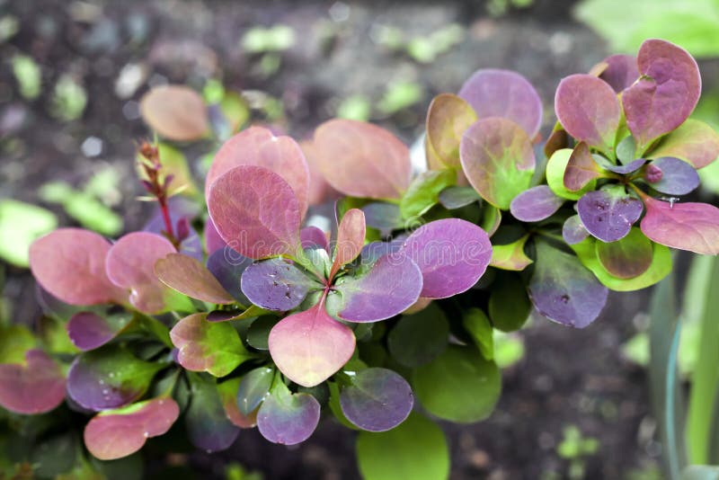 Young plant of Berberis thunbergii atropurpurea in spring royalty free stock photo