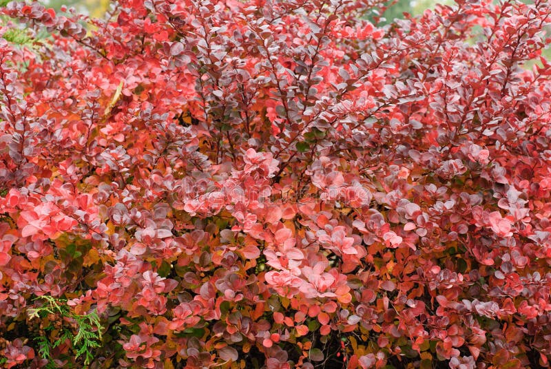 Berberis thunbergii (Latin Berberis thunbergii `Coronita`) stock photos