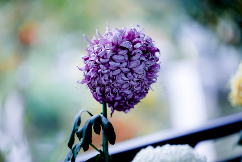 The blooming Chrysanthemum  stock images