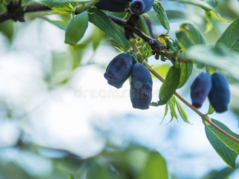 Blue honeysuckle fruits on a branch with green leaves. On a bokeh background, close-up stock photo