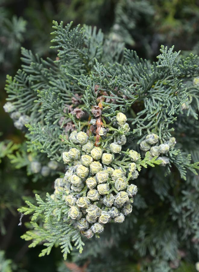 Branch with immature bumps of Cossack juniper Juniperus sabina L.  stock image