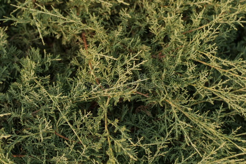 Branches of Juniper Cossack Juniperus sabina Mas. Nature background royalty free stock photo