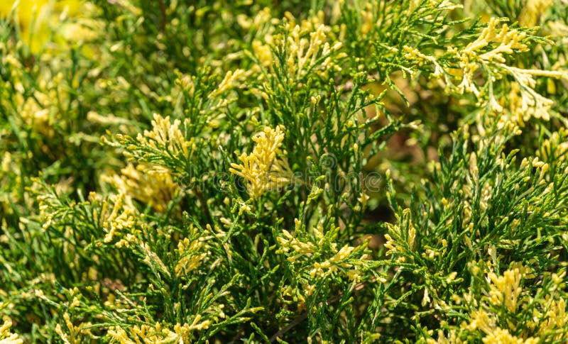 Bright variegated needles with white tips Cossack juniper Juniperus sabina Variegata decorates any garden. Great background for natural design stock photos