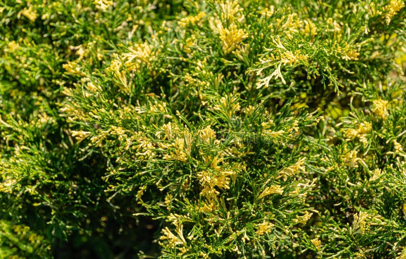 Bright variegated needles with white tips Cossack juniper Juniperus sabina Variegata decorates any garden. Great background for natural design stock photo
