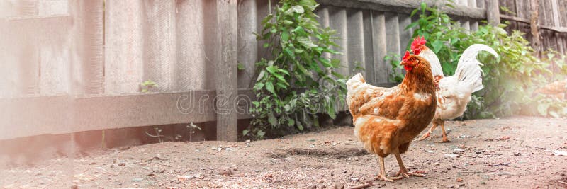 Brown hen and white rooster wander on village yard ground. Near grey fence and green bushes under bright sunlight stock photo
