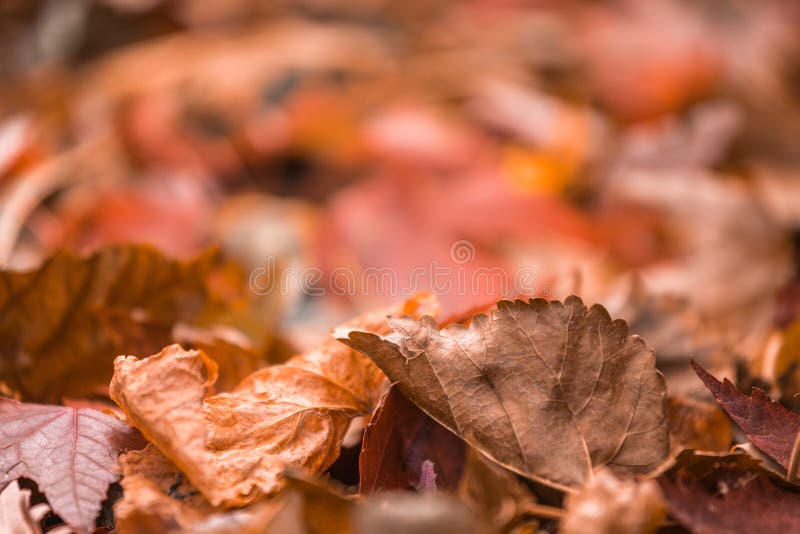Brown and orange yard leaves on ground during Autumn. Closeup of brown and orange yard leaves on ground during Autumn. Selective focus with copy space stock image