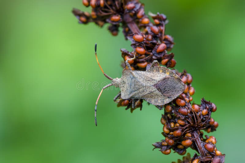 Bug stock photography