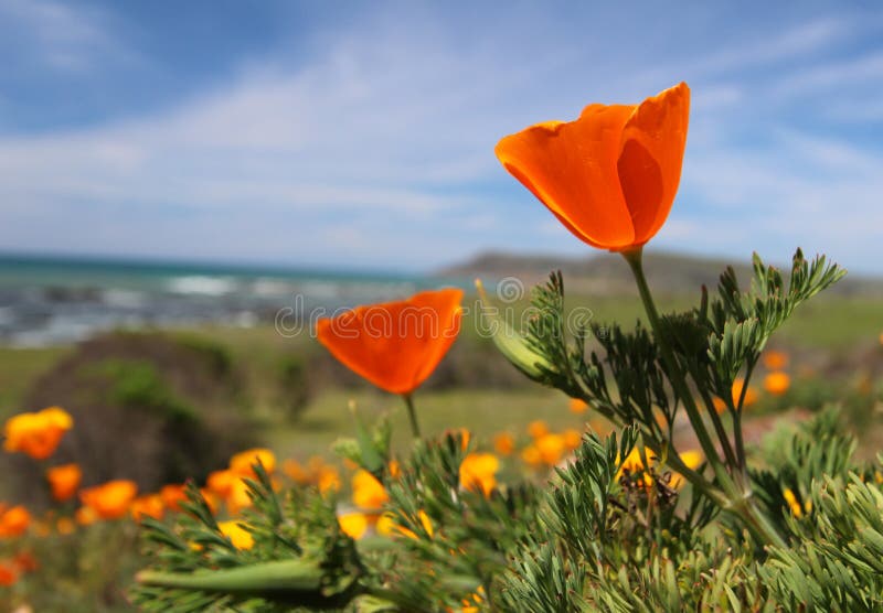 California golden poppy flower, Big Sur coast, California royalty free stock photo