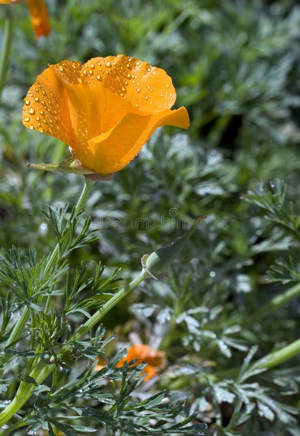 California Poppy (Eschscholzia californica) stock photo