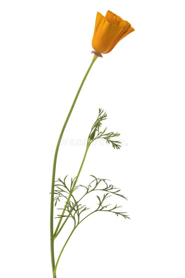 California Poppy flower isolated royalty free stock photos