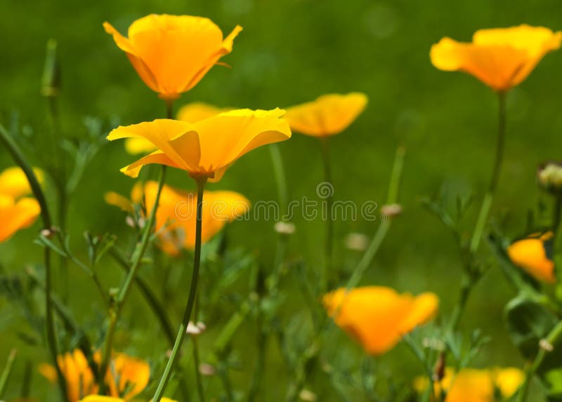 California poppy flowers stock photos