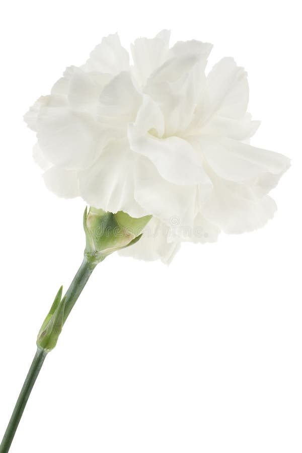 Carnation stock photo