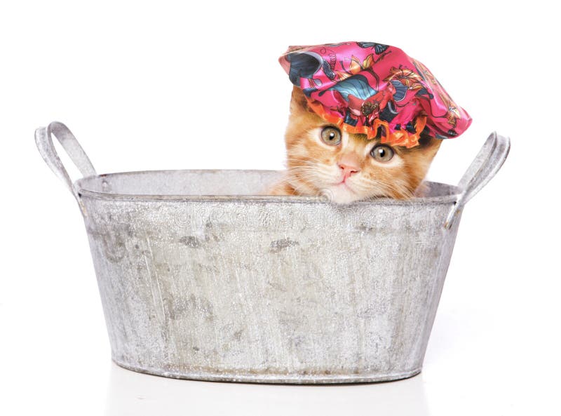 Cat in a bath with shower cap. Cutout stock image