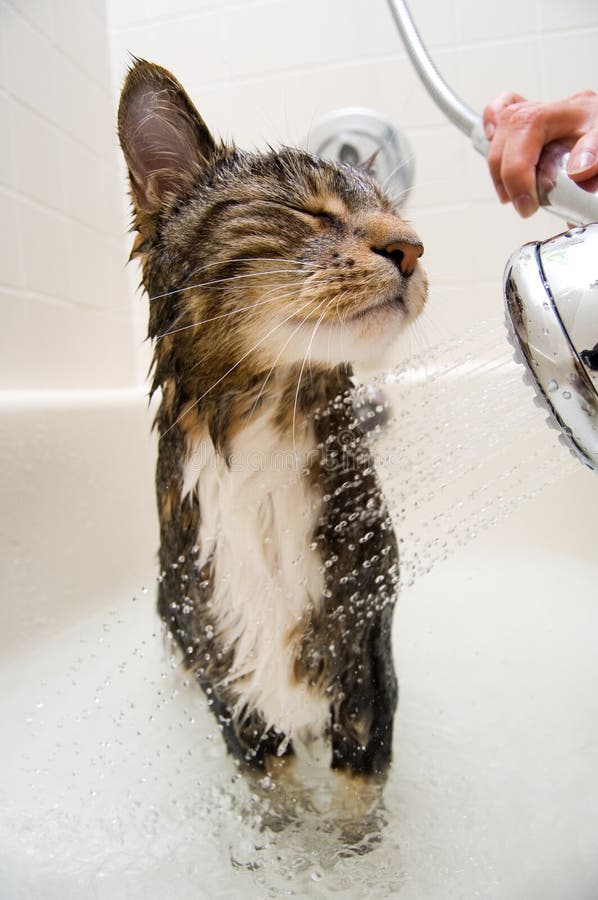 Cat in the shower. Cat enjoying a hot bath and shower stock images
