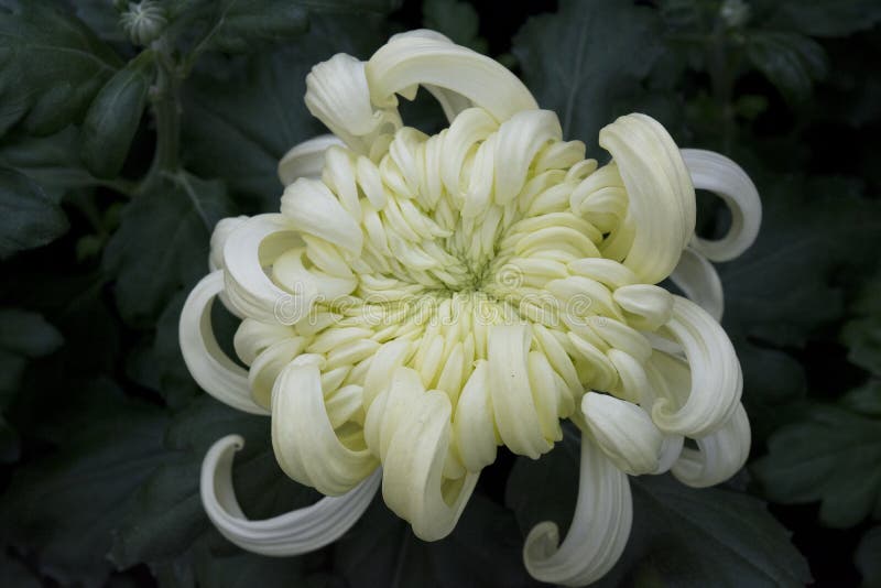 Chrysanthemum with Curly Petals stock photo