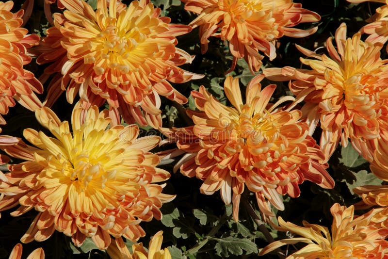 Chrysanthemum royalty free stock photos